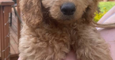Standard goldendoodle babies