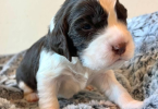 5 English Springer Spaniel puppies for sale