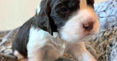 5 English Springer Spaniel puppies for sale