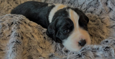 5 English Springer Spaniel puppies for sale