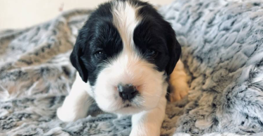 5 English Springer Spaniel puppies for sale