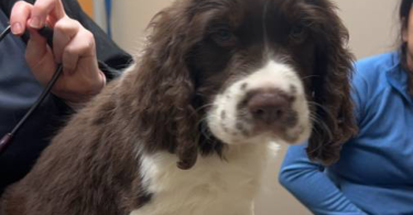 5 English Springer Spaniel puppies for sale