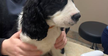 5 English Springer Spaniel puppies for sale