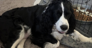 5 English Springer Spaniel puppies for sale