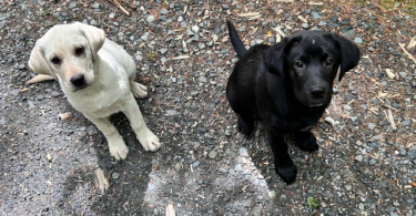 Designer Borador puppies