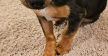 Male Chiweenie puppy needs a home