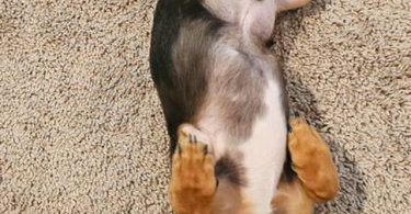 Male Chiweenie puppy needs a home