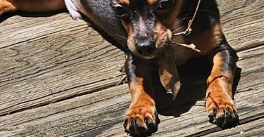 Male Chiweenie puppy needs a home