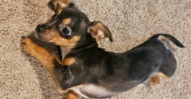 Male Chiweenie puppy needs a home