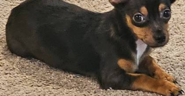 Male Chiweenie puppy needs a home