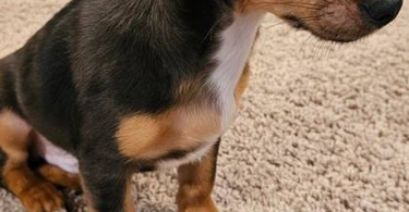 Male Chiweenie puppy needs a home
