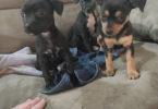 Deerhead Chihuahua babies