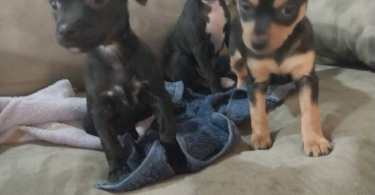 Deerhead Chihuahua babies