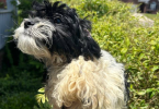 Beautiful teddy bear Zuchon puppies
