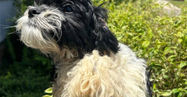 Beautiful teddy bear Zuchon puppies