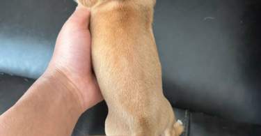 Chihuahua and Dachshund crossbreed