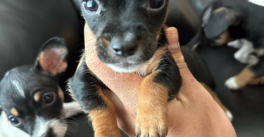 Chihuahua and Dachshund crossbreed