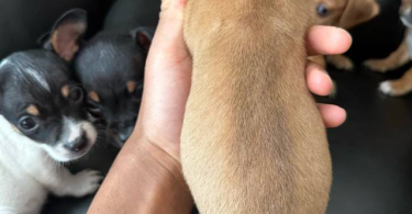 Chihuahua and Dachshund crossbreed