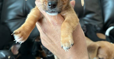 Chihuahua and Dachshund crossbreed