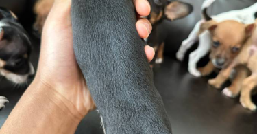Chihuahua and Dachshund crossbreed