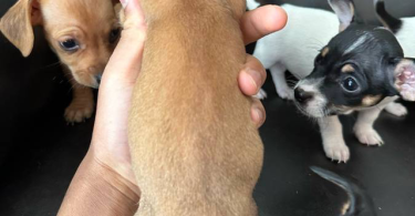 Chihuahua and Dachshund crossbreed
