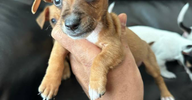 Chihuahua and Dachshund crossbreed