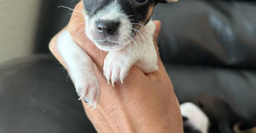 Chihuahua and Dachshund crossbreed