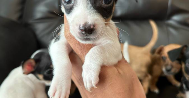 Chihuahua and Dachshund crossbreed