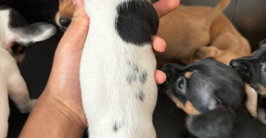 Chihuahua and Dachshund crossbreed