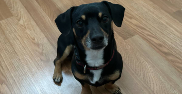 Chihuahua and Dachshund crossbreed