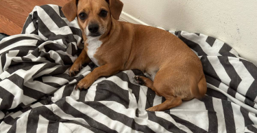 Chihuahua and Dachshund crossbreed