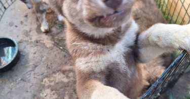 4 Purebred Shepskies available