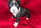 5 American Staffordshire puppies for sale