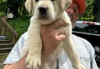 AKC English Lab puppies for sale
