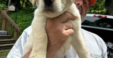 AKC English Lab puppies for sale