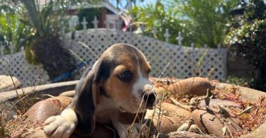2 high quality beagle puppies for sale