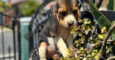 2 high quality beagle puppies for sale