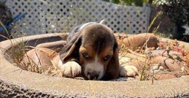 2 high quality beagle puppies for sale