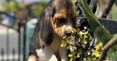 2 high quality beagle puppies for sale
