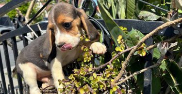 2 high quality beagle puppies for sale