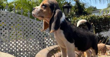 2 high quality beagle puppies for sale