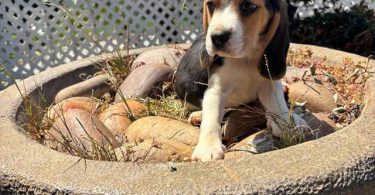 2 high quality beagle puppies for sale