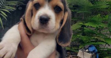 2 high quality beagle puppies for sale