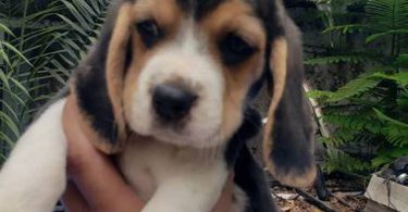 2 high quality beagle puppies for sale