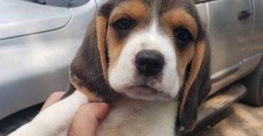 2 high quality beagle puppies for sale