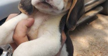 2 high quality beagle puppies for sale