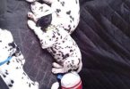 12 weeks old Dalmatian puppies for sale