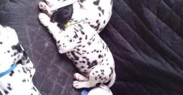 12 weeks old Dalmatian puppies for sale