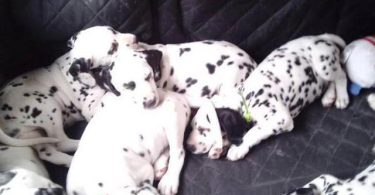 12 weeks old Dalmatian puppies for sale