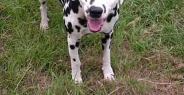 12 weeks old Dalmatian puppies for sale